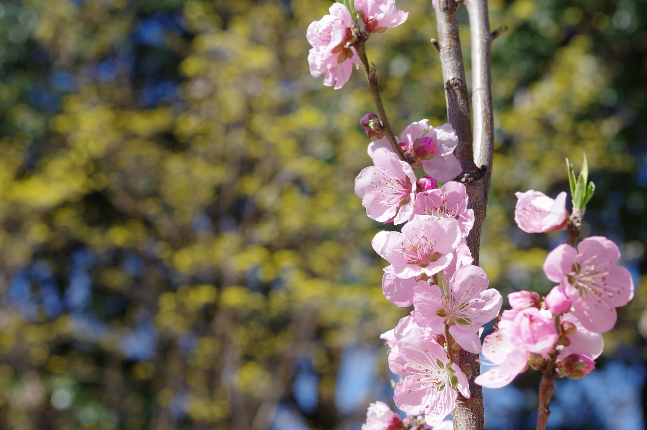 徳川園に咲く 3月8日ハナモモ(ひなの粧)