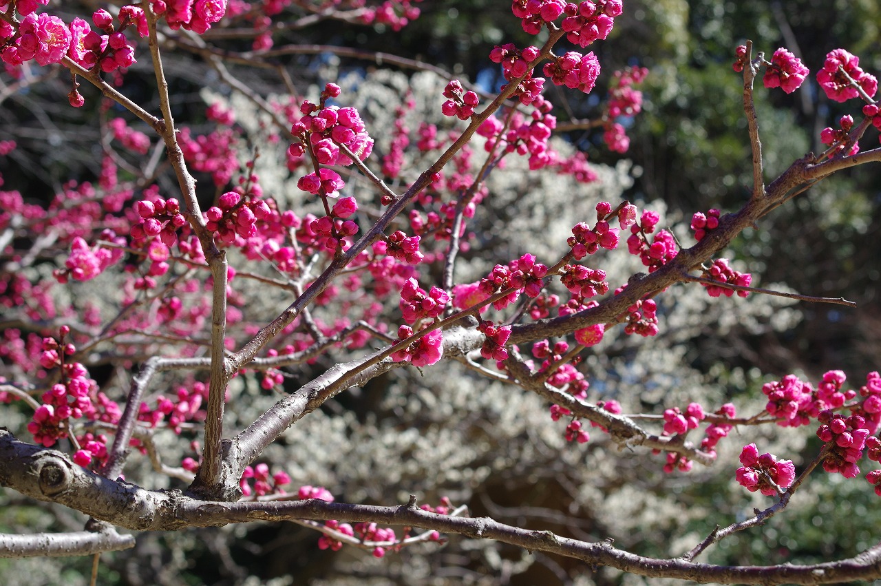 徳川園に咲く 3月8日淋子梅