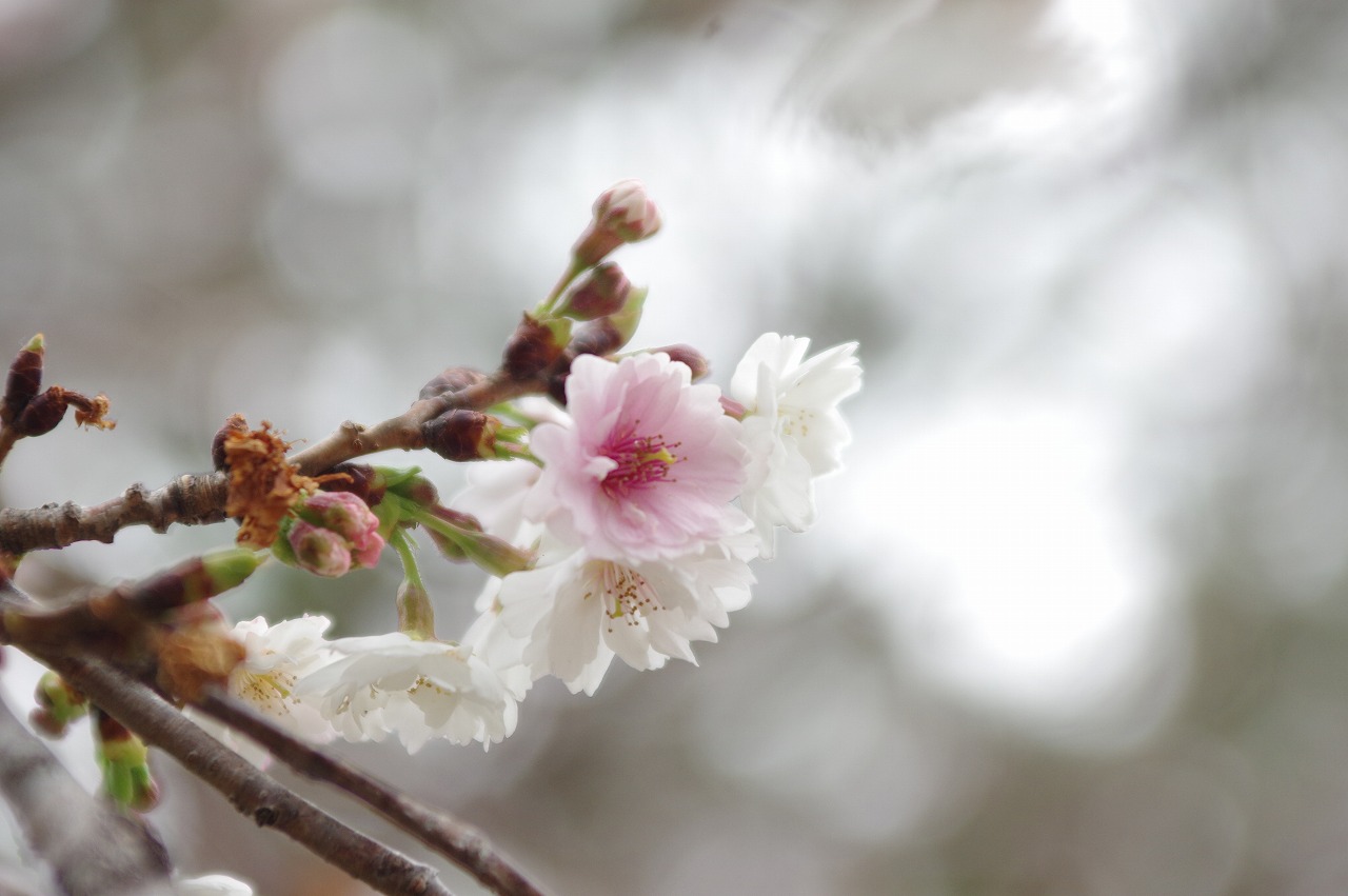 徳川園に咲く 3月10日子福桜