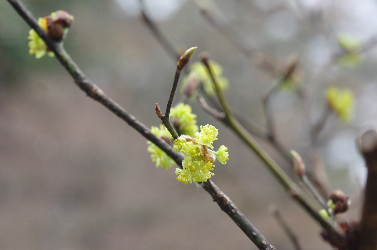 徳川園に咲く 3月10日壇香梅
