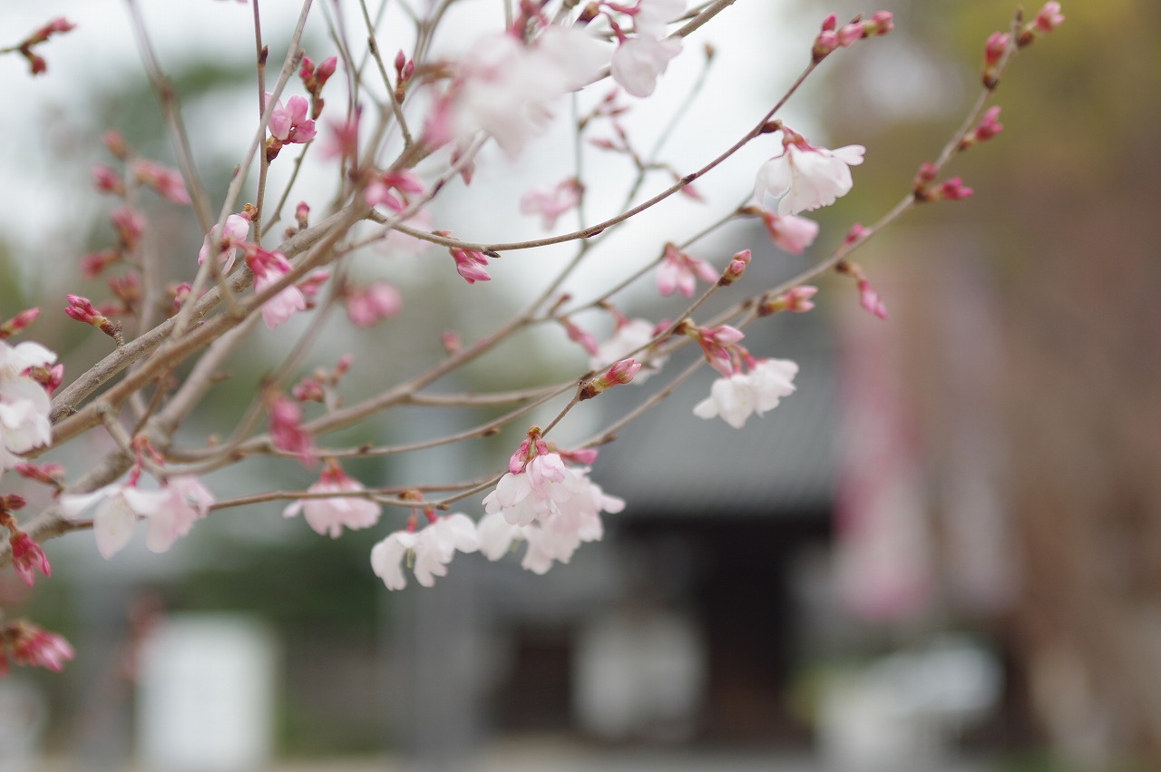 徳川園に咲く 東海桜