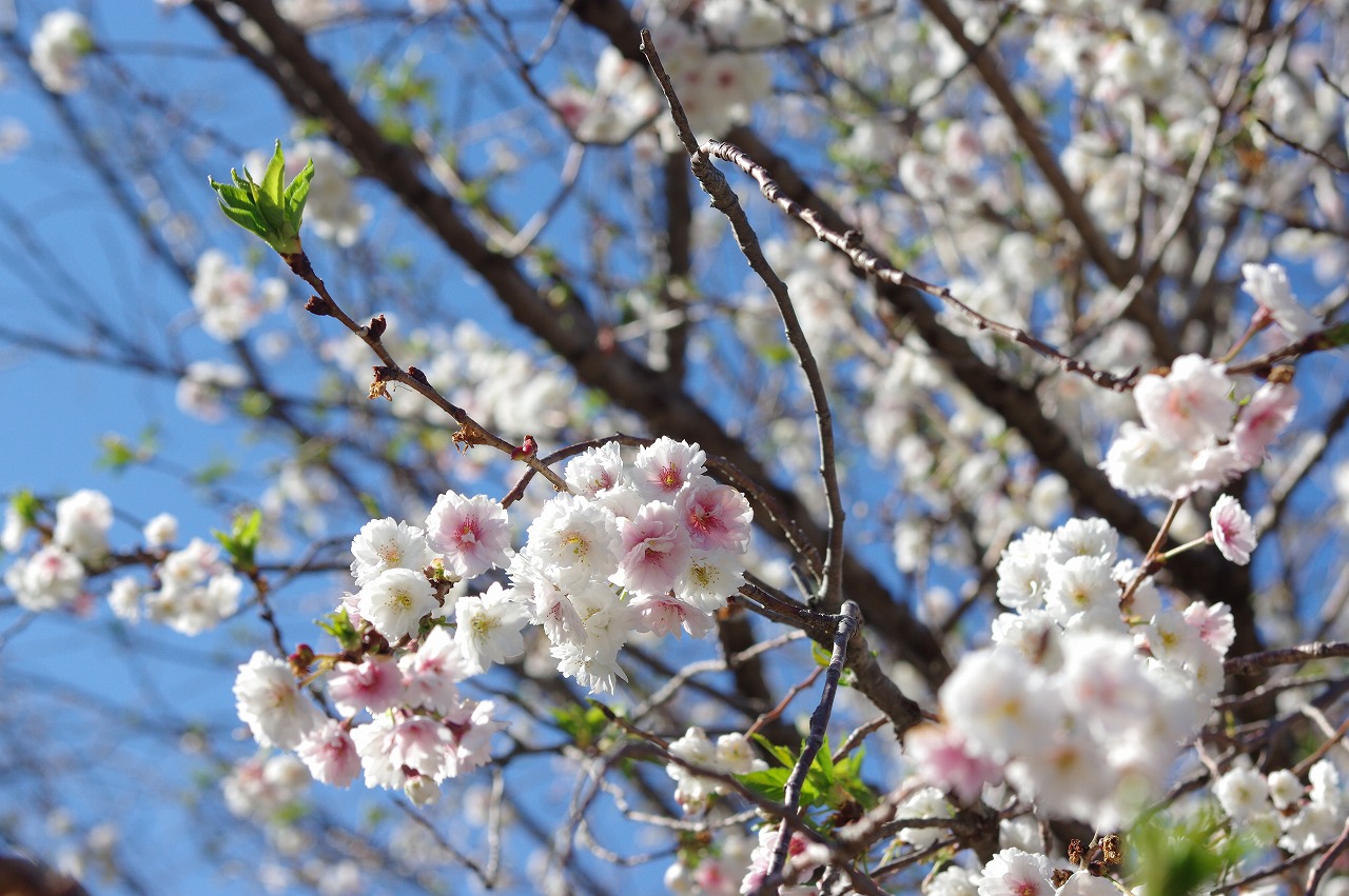 徳川園に咲く 3月24日子福桜