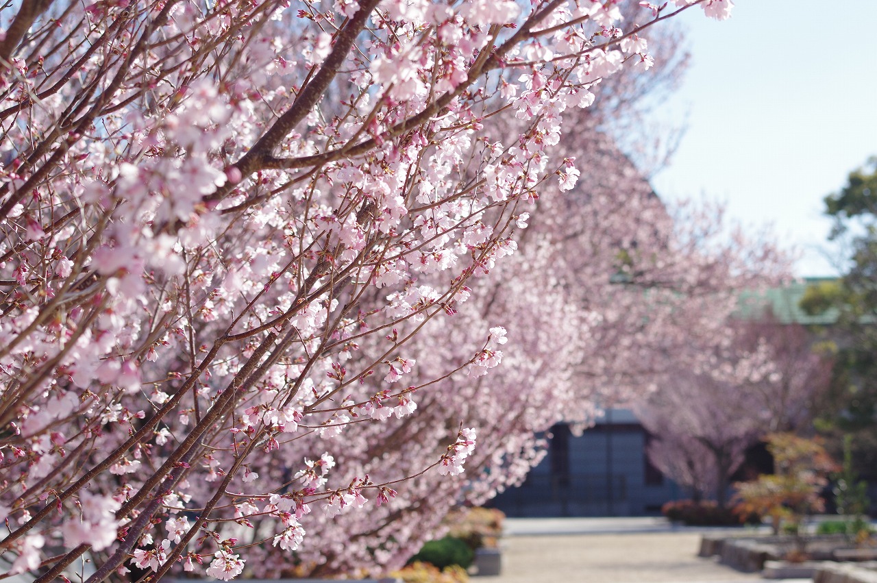 徳川園に咲く 3月24日東海桜 (1)