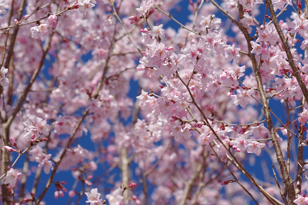 徳川園に咲く 3月24日東海桜 (2)