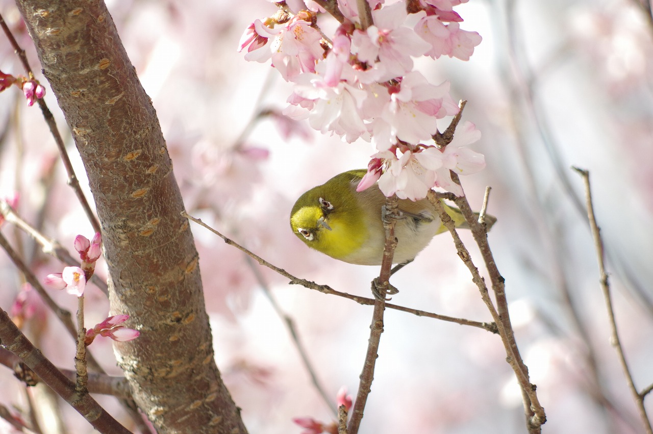 徳川園に咲く 3月24日東海桜とメジロ