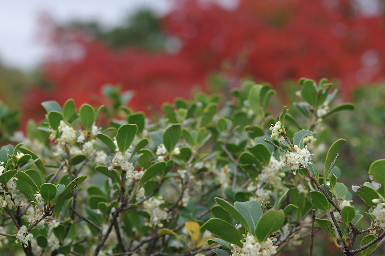 徳川園に咲く　キッコウヒイラギ