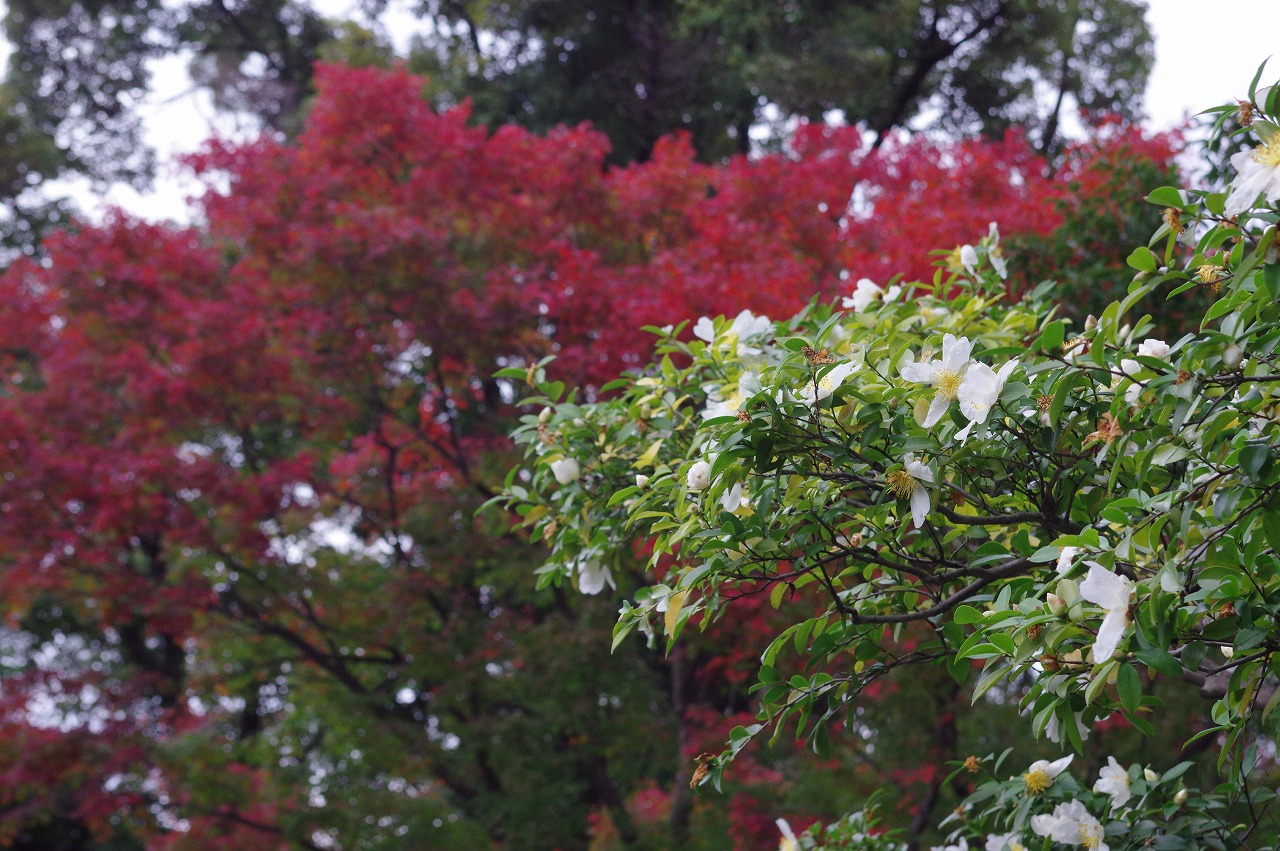 徳川園に咲く　サザンカ