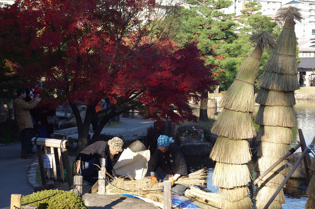 徳川園に咲く　ソテツの菰巻き明治時代の名古屋城風