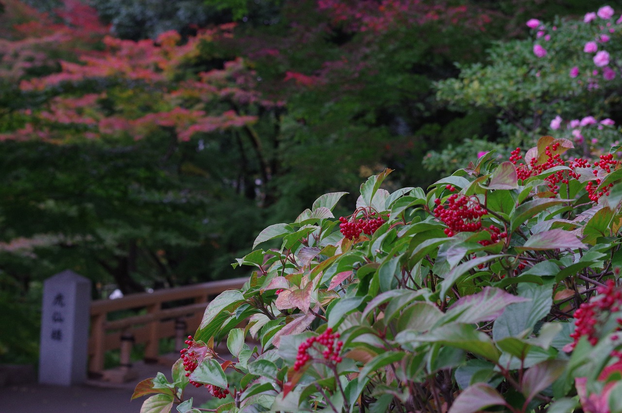 徳川園に咲く　ハクサンボクの赤い実