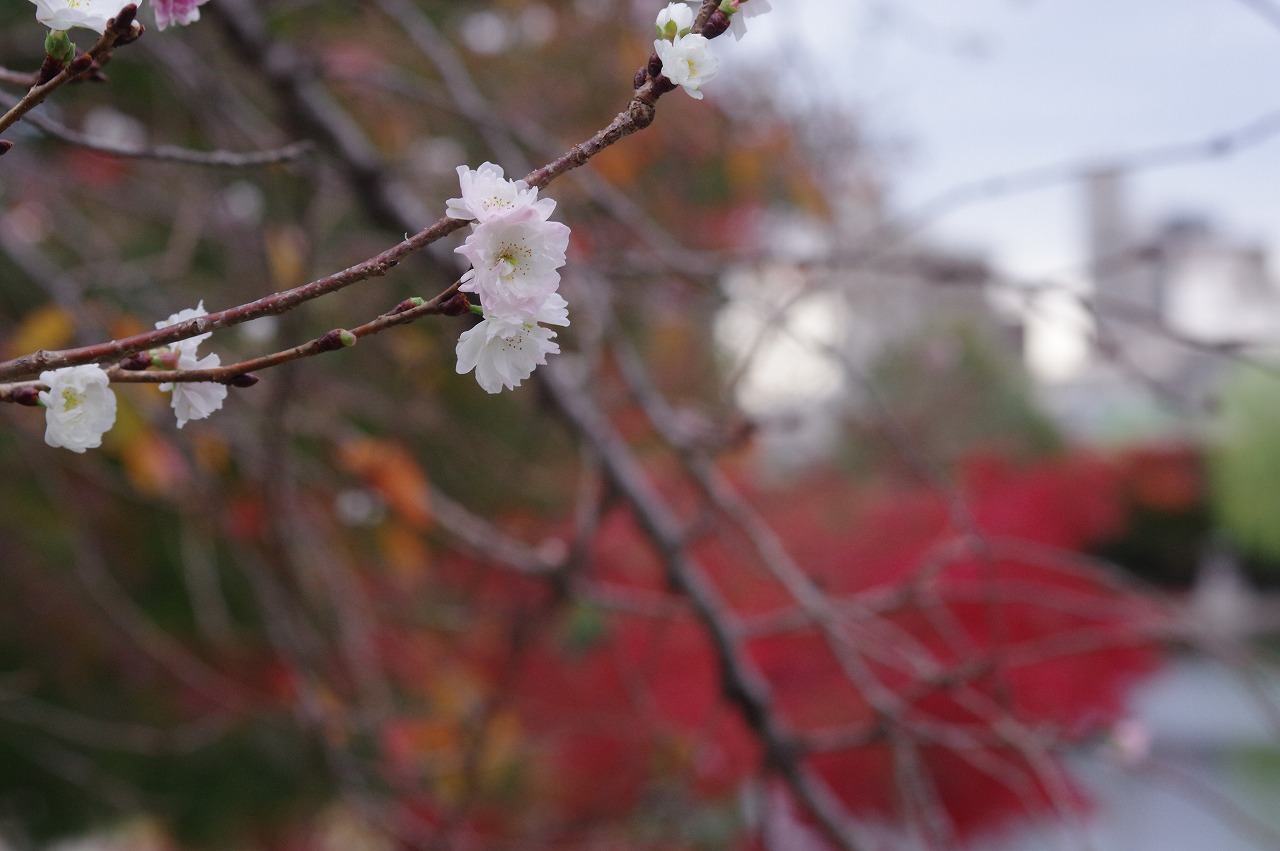 徳川園に咲く　見頃のコブクザクラ