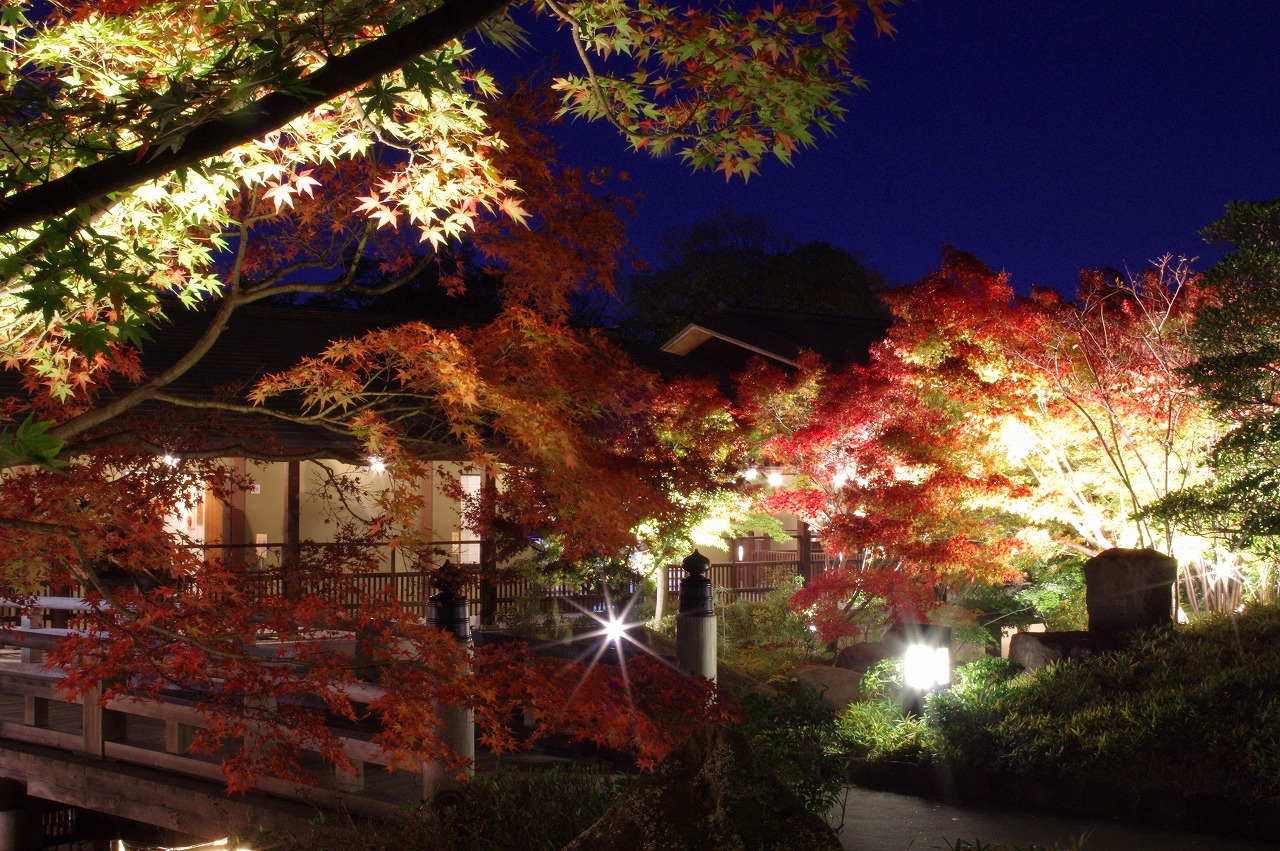 徳川園に咲く　夜間開園の様子 (2)