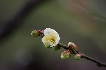 徳川園に咲く 2月上旬白梅咲き始め(青軸・白加賀)
