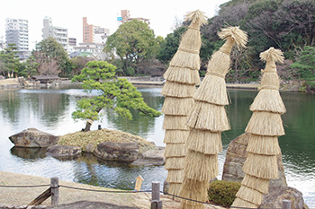 徳川園に咲く ソテツのコモ巻き 名古屋城巻き(明治時代)