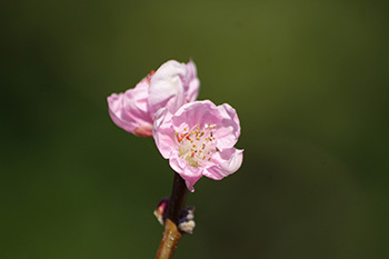 徳川園に咲く 花桃 ひなの粧