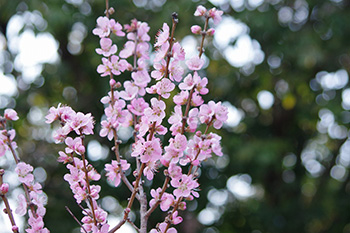 徳川園に咲く 花桃ひなの粧