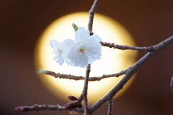 徳川園に咲く 子福桜