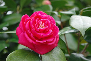 徳川園に咲く 乙女椿 紅