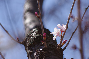 徳川園に咲く 東海桜