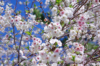 徳川園に咲く 子福桜