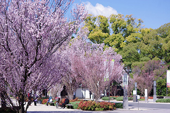 徳川園に咲く 東海桜