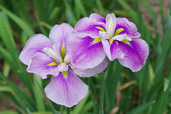 徳川園に咲く 花菖蒲「花車」