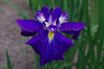 徳川園に咲く 花菖蒲「朝戸開」