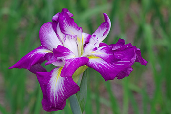 徳川園に咲く 花菖蒲「天女の冠」