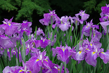 徳川園に咲く　花菖蒲「波乗舟」