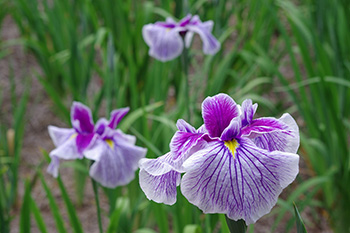 徳川園に咲く 花菖蒲「万里の響」