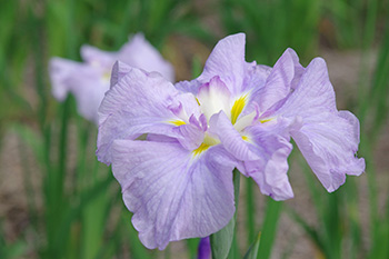 徳川園に咲く 花菖蒲「明石潟」