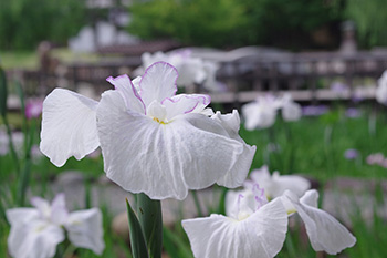 徳川園に咲く 花菖蒲「有間川」