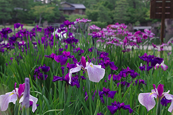 徳川園に咲く　見頃は6月上旬から6月中旬です。