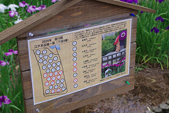 徳川園に咲く 作出年数など説明看板を設置しています
