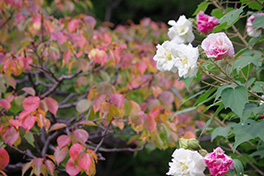 徳川園に咲く 11月上旬ウメの紅葉と酔芙蓉