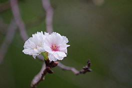徳川園に咲く 11月上旬子福桜咲き始め