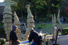 徳川園に咲く　ソテツの菰巻きは12月初旬作業予定