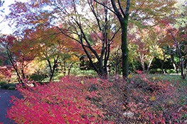 徳川園に咲く　昨年12月上旬山側