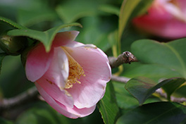 徳川園に咲く　早咲き椿「西王母」