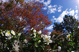 徳川園に咲く　サザンカ　千代鶴