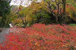 徳川園に咲く　ドウダンツツジ