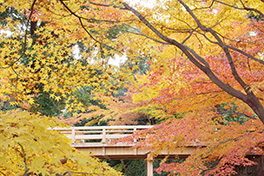 徳川園に咲く　昨年十二月上旬の様子 (虎仙橋周辺)