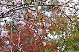 徳川園に咲く　子福桜