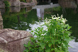 徳川園に咲く ハンゲショウ