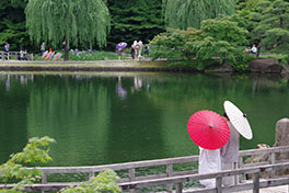 徳川園に咲く　和傘の貸し出しは7月7日まで。