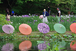 徳川園に咲く　和傘の展示は6月13日にて終了。花菖蒲も咲き終りへ