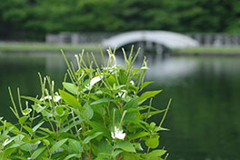 徳川園に咲く　ハンゲショウ