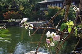 徳川園に咲く コフクザクラ(四季咲き種)