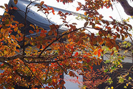 徳川園に咲く サルスベリの紅葉(赤、黄)