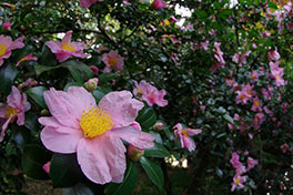 徳川園に咲く　山茶花11月下旬満開