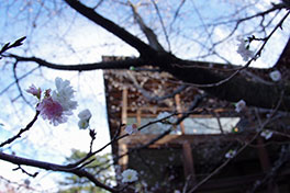 徳川園に咲く　子福桜